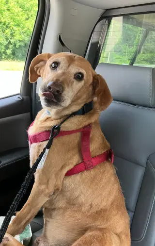 Simba