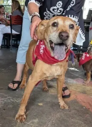 Simba