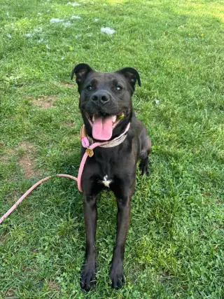 Daphne