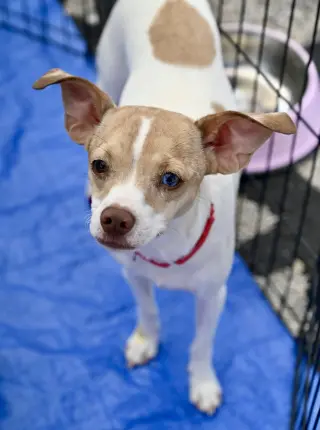 Misty Chi3 *LOCAL*