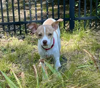 Misty Chi3 *LOCAL*