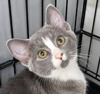 Kitten Glue Stick