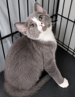 Kitten Glue Stick
