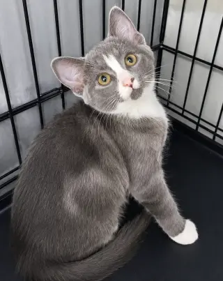 Kitten Glue Stick