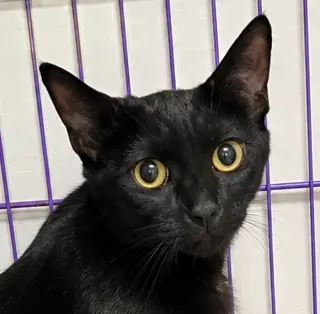 Cloak at Montrose Petsmart!