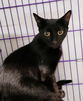 Cloak at Montrose Petsmart!