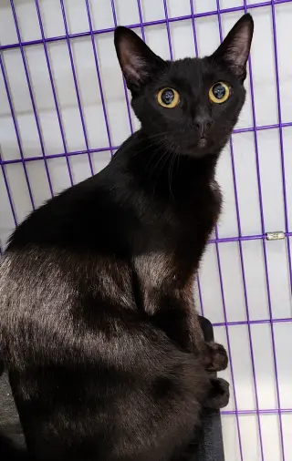 Cloak at Montrose Petsmart!