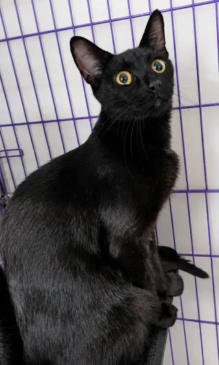 Cloak at Montrose Petsmart!