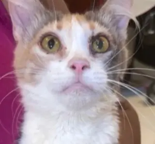 Molly "Pretty in Calico