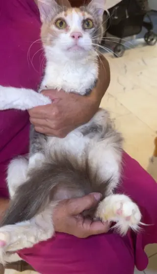 Molly "Pretty in Calico