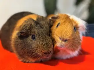 Luka & Ivan