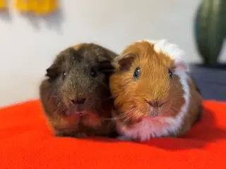 Luka & Ivan