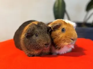 Luka & Ivan
