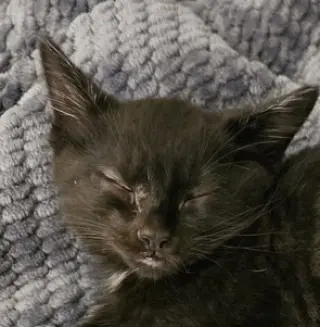 Sesame