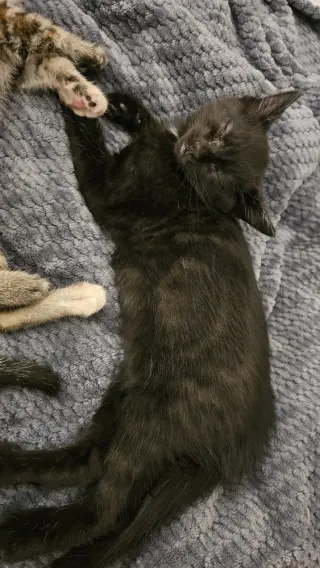 Sesame