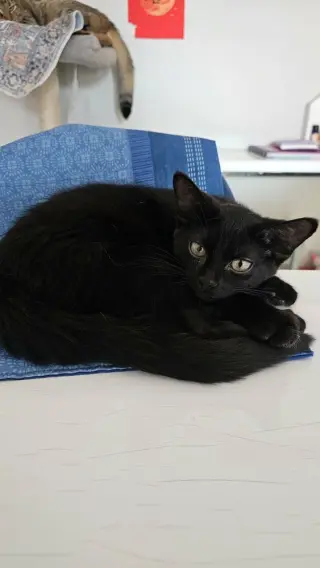 Sesame