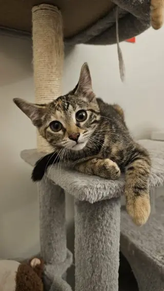 Peanut