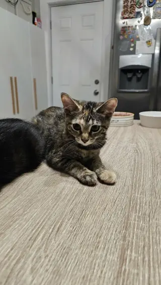 Peanut