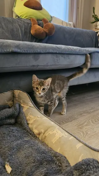 Mochi