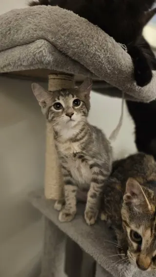 Mochi
