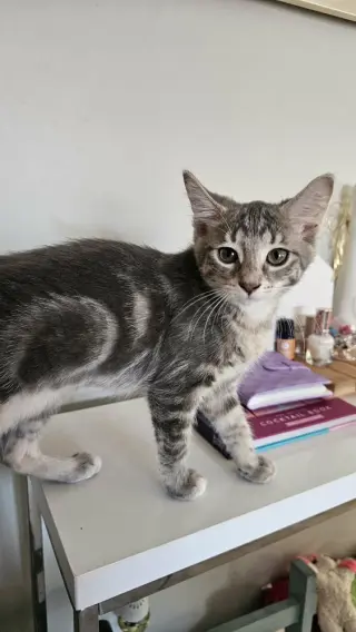 Mochi