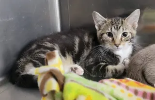 Kitten Trapper Keeper