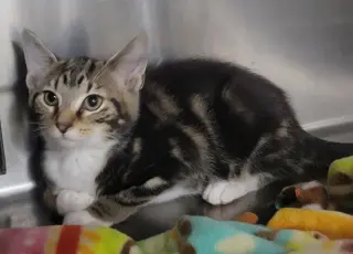 Kitten Trapper Keeper