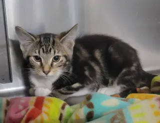 Kitten Trapper Keeper