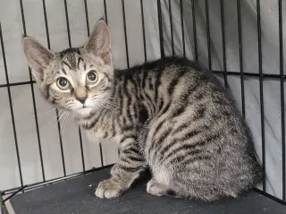 Kitten Folder