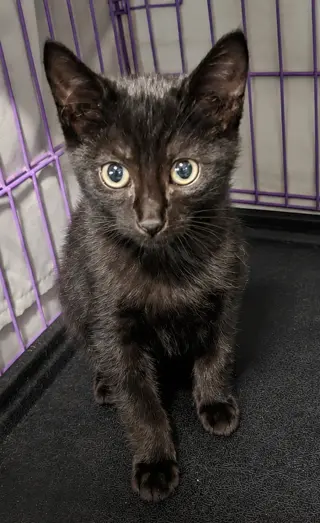 Kitten Hood