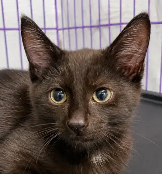 Kitten Dagger
