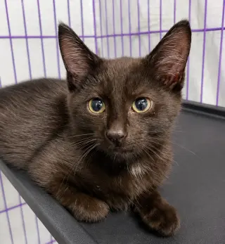 Kitten Dagger