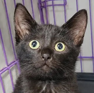 Kitten Cipher