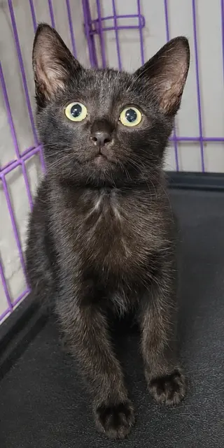 Kitten Cipher