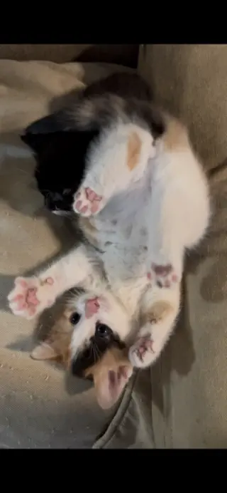 Holly