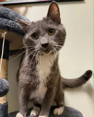 Rahn