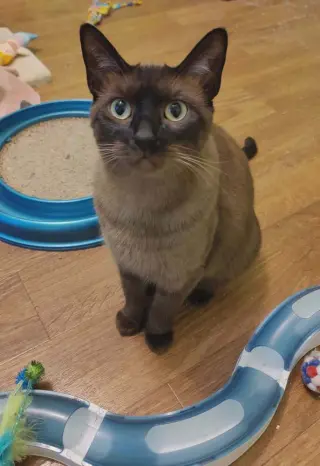 Ms Kitty
