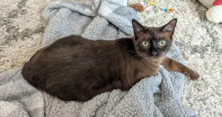 Ms Kitty