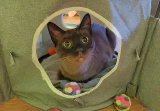 Ms Kitty