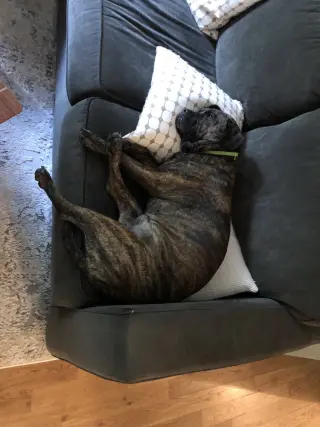 Auggie **a courtesy post**