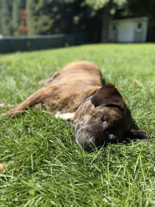 Auggie **a courtesy post**