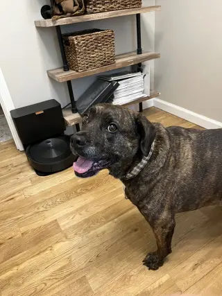 Auggie **a courtesy post**