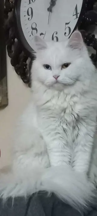 Dolly