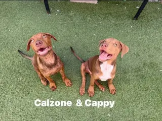 Calzone