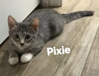 Pixie