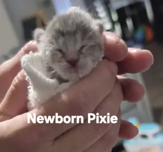 Pixie