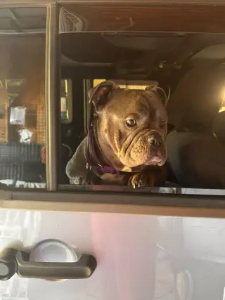 Gordo