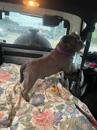 Gordo