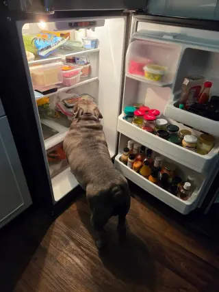Gordo