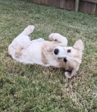 Eloise